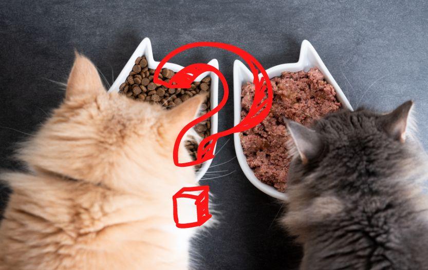 survival food for cats
