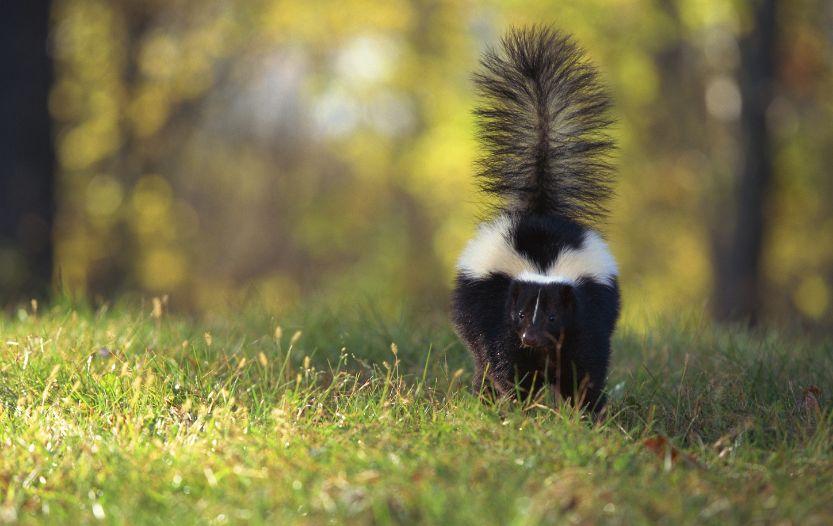 Can You Eat Skunk? [The Complete Guide For You]