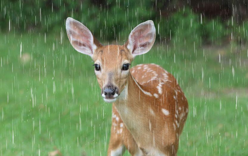 do deer move in the rain