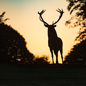 big buck hunting - for food