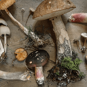 foraged mushrooms for survival