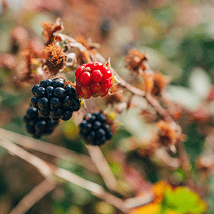 foraging articles about wild foraging for berries, etc.