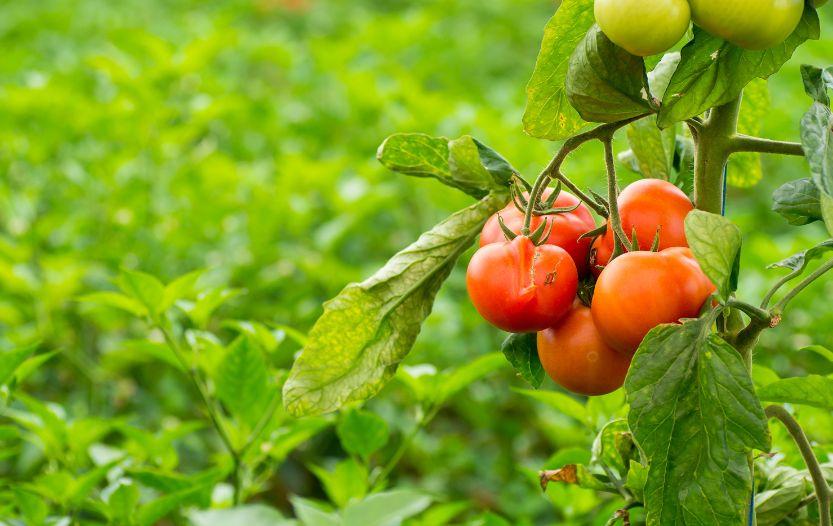 What Not to Plant With Tomatoes? [And What Works in 2023!]