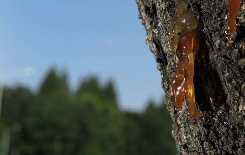 Is Tree Sap Flammable? [What You Need To Know]