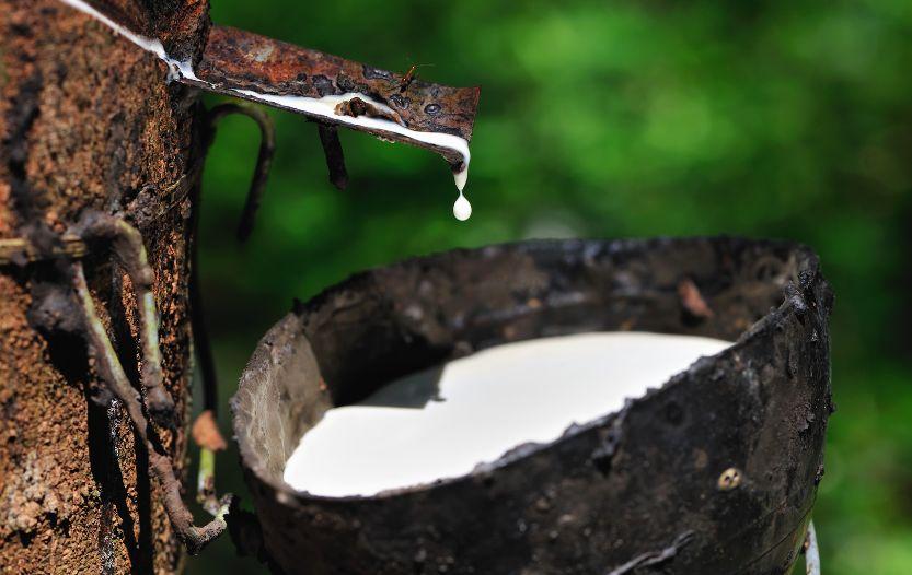 is tree sap poisonous to humans