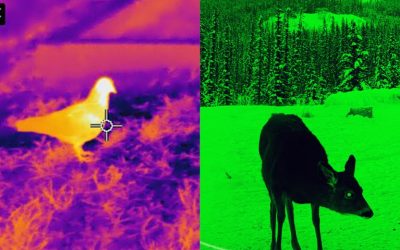 Thermal vs Night Vision SHTF: Which Is The Best?