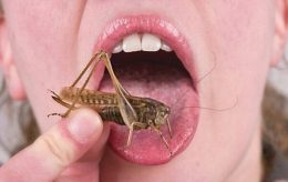 edible insects that are healthy