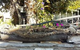 how to hollow out a log for a planter