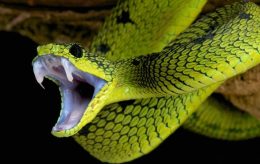 How to Treat a Venomous Snake Bite Correctly